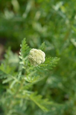 Altın kaplama çiçek tomurcukları - Latince adı - Achillea filipendulina Gold plaka