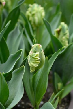 Papağan Tulip Estella Rijnveld çiçek tomurcukları - Latince adı - Tulipa Estella Rijnveld 