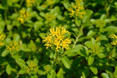 Orange Stonecrop Weihenstephaner Altın Çiçekleri Latince adı Sedum Kamtschaticum var. Floriferum Weihenstephaner Altın