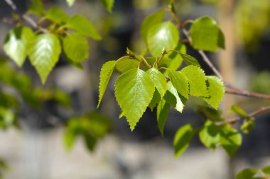 Sihirli Küre huş yaprakları - Latince adı - Betula pendula Sihirli Küre