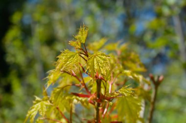 Norveç akçaağaç dalıyla yeni yapraklar - Latince adı - Acer platanoides Drummondii