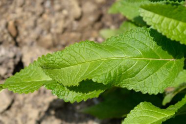 Common hedgenettle leaves - Latin name - Stachys officinalis