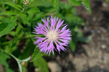 Pembe Bekarlar Düğmesi Çiçeği - Latince adı - Centaurea pulcherrima