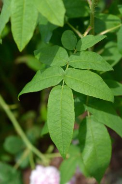 Rose Variegata di Bologna Latince adı Rosa Variegata di Bologna 'dan ayrılıyor