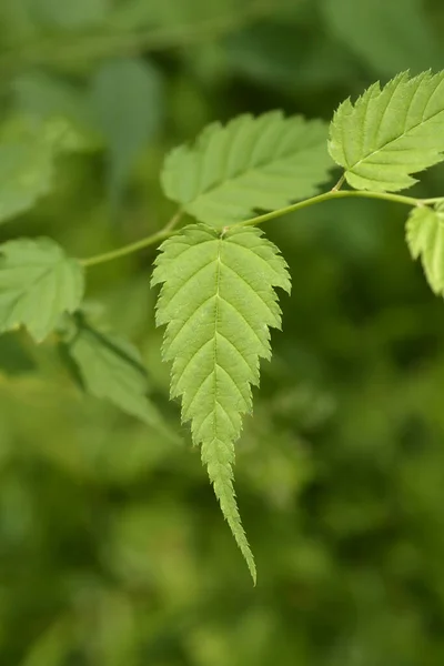 Japanese Marigold Bush Green Leaves Latin Name Kerria Japonica — Stock Photo, Image