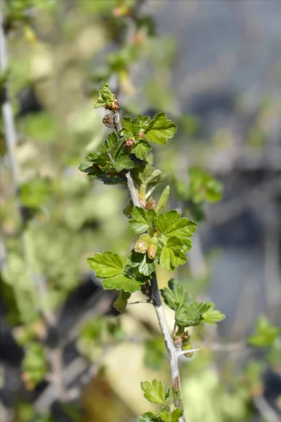 Europejski Oddział Agrest Kwiatami Łacińska Nazwa Ribes Uva Crispa — Zdjęcie stockowe