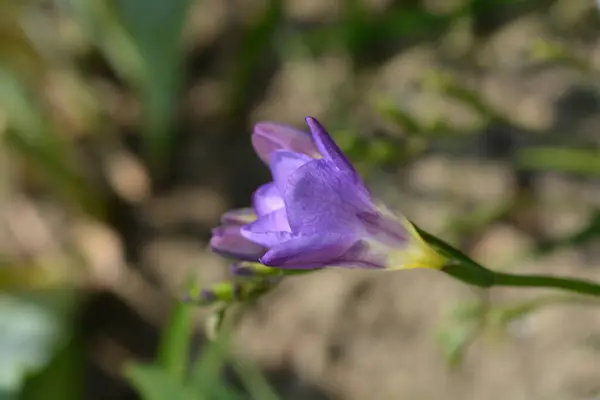 Blue Freesia Flower Latin Name Freesia Hybrids — Stock Photo, Image