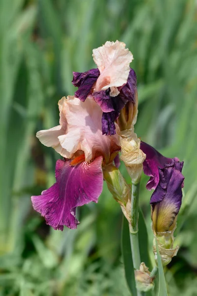 Tall Bearded Iris Color Splash Flower Latin Name Iris Barbata Stock Picture