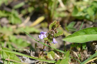 Yerden sarmaşık çiçekleri - Latince adı - Glechoma hederacea