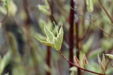 Beyaz Dogwood Elegantissima yaprakları - Latince adı - Cornus alba Elegantissima