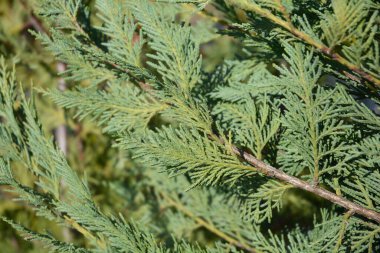 Leyland cypress branches - Latin name - Cuprocyparis leylandii