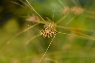 Papirüs sedge - Latince adı - Cyperus papirüs