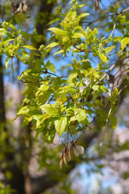 Amur maple branches with new leaves, flower buds and dry seeds - Latin name - Acer tataricum subsp. ginnala