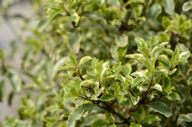 Çeşitli Kohuhu Gümüş Kraliçesi Latince adı Pittosporum tenuifolium Gümüş Kraliçesi olarak ayrılır.
