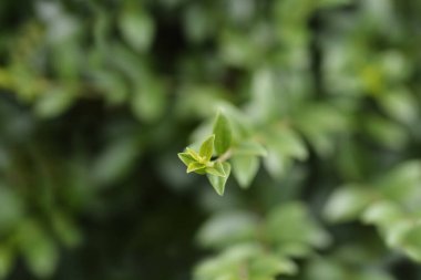 Delavay privet branch - Latin name - Ligustrum delavayanum