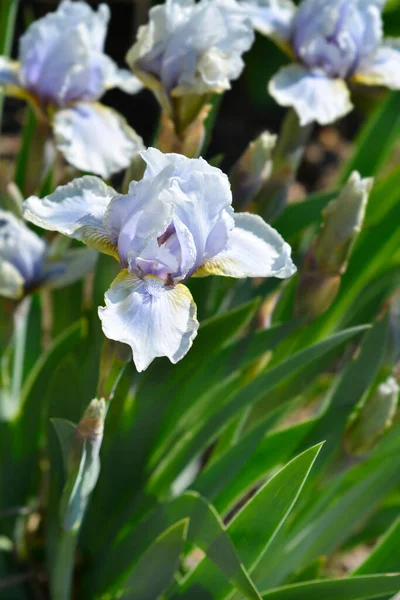 Intermediate Bearded Iris Palm Springs Flower Latin Name Iris Barbata — ストック写真