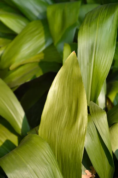 stock image Cast-iron plant leaves - Latin name - Aspidistra elatior