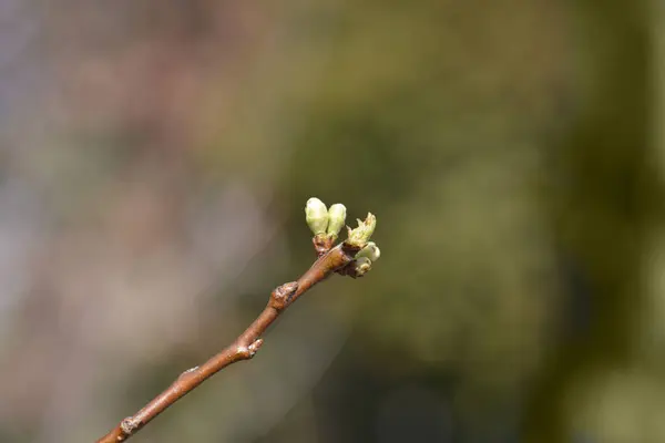 stock image Greengage Regina Claudia branch with leaf buds - Latin name - Prunus domestica Regina Claudia