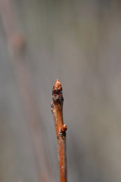 甘いチェリーサンバーストの枝 ラテン語名 Prunus Avium Sunburst — ストック写真