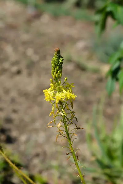 Yellow Bulbine Flower Latin Name Bulbine Frutescens Yellow — Stok fotoğraf
