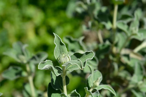 stock image Jerusalem sage flower bud - Latin name - Phlomis fruticosa