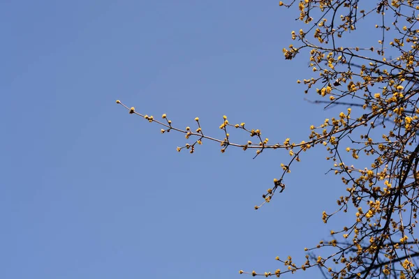 Cornelian Cherry Branch Yellow Flowers Latin Name Cornus Mas — Stock Photo, Image