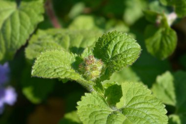 Diş ipi tomurcukları - Latince adı - Ageratum houstonianum