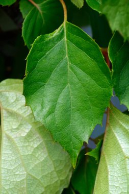 Sahte ortanca ay ışığı yaprakları - Latince adı - Şizofra ortanca ayışığı