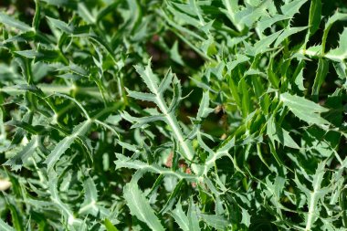 Alan eryngo yaprakları - Latince adı - Eryngium campestre