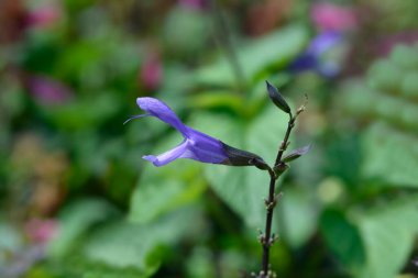 Sage Spencer Gölü çiçekleri - Latince adı - Salvia Spencer Gölü