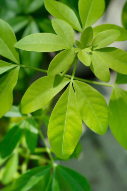 Meksika portakalı Brica yaprakları - Latince adı - Choisya ternata Brica