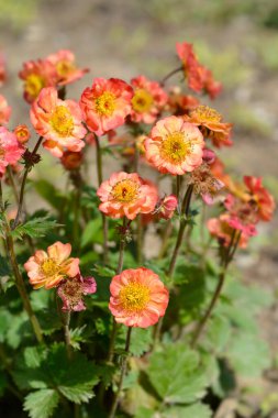 Avens Mango Lassi çiçekleri - Latince adı - Geum Mango Lassi
