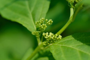 Beautyberry Leucocarpa yaprakları ve çiçek tomurcukları - Latince adı - Callicarpa japonica Leucocarpa