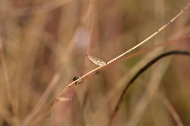Kuru tohumlu beyaz Gaura dalı - Latince adı Oenothera lindheimeri