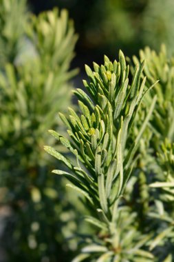 Plum yew Fastigiata dalları - Latince adı - Cephalotaxus harringtonia Fastigiata