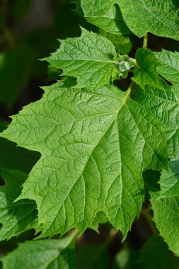 Oakleaf ortanca yeşili yapraklar - Latince adı - Hydrangea quercifolia Snowflake