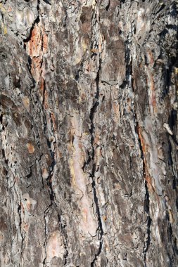 Siyah çam kabuğu detayı - Latince adı - Pinus nigra