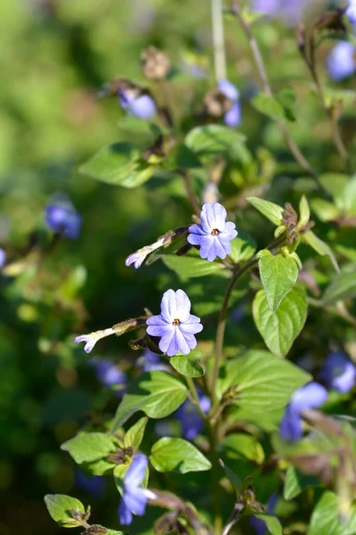 Bush Violet Flowers Latin Name Browallia Americana — Stock Photo, Image