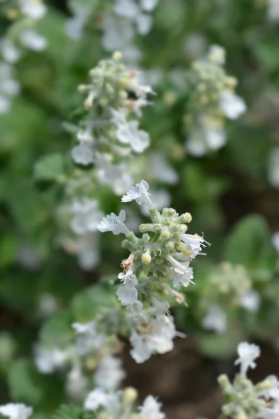 Catmint Snowflake Leaves Small White Flowers Latin Name Nepeta Racemosa — Stock Fotó