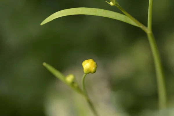 Lessr Spearwort Flower Bud Latin Name Ranunculus Flammula — Stock Photo, Image