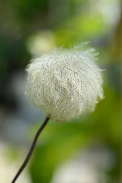 Alpine Clematis Imke Seed Head Λατινική Ονομασία Clematis Alpina Imke — Φωτογραφία Αρχείου
