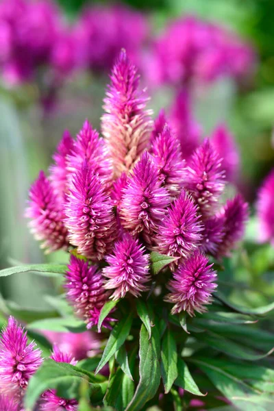 Cockscomb Deep Purple flower - Latin name - Celosia Deep Purple