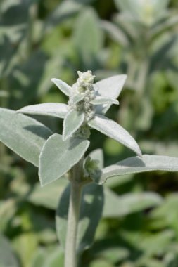 Kuzu kulaklı Gümüş Halı çiçek bütçesi Latince adı Stachys Bizans Gümüş Halı