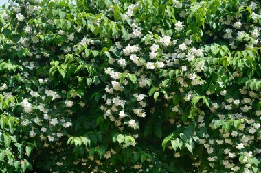 Çiçekli tatlandırıcı portakal dalları - Latince adı