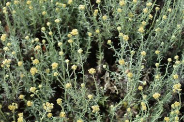 İtalyan sarı çiçek tomurcukları - Latince adı - Helichrysum italicum