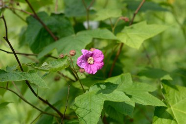 Çiçekli ahududu pembe çiçeği - Latince adı - Rubus kokusu