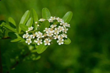 Çiçekli Formosa ateş dikenli dalı - Latince adı - Pyracantha koidzumii