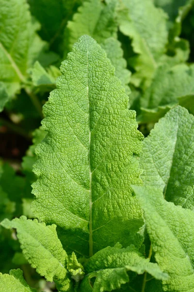 Iranian Sage Leaves Latin Name Salvia Staminea — Stock Photo, Image