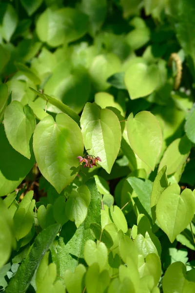 Φύλλα Και Άνθη Αλπικού Φραγκοστάφυλου Λατινική Ονομασία Epimedium Alpinum — Φωτογραφία Αρχείου