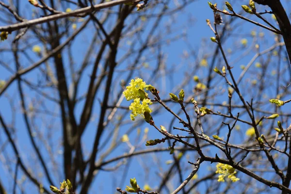Branches Érable Norvège Avec Des Fleurs Des Bourgeons Nom Latin — Photo